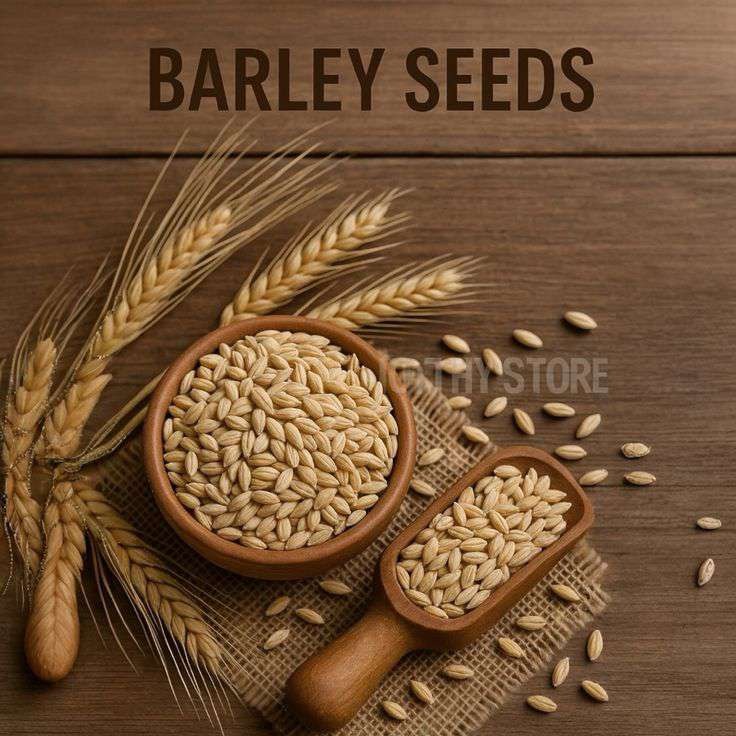 Barley seeds for export trading