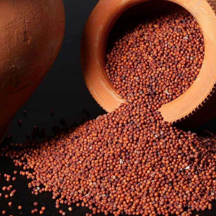 Ragi grains for export buyers