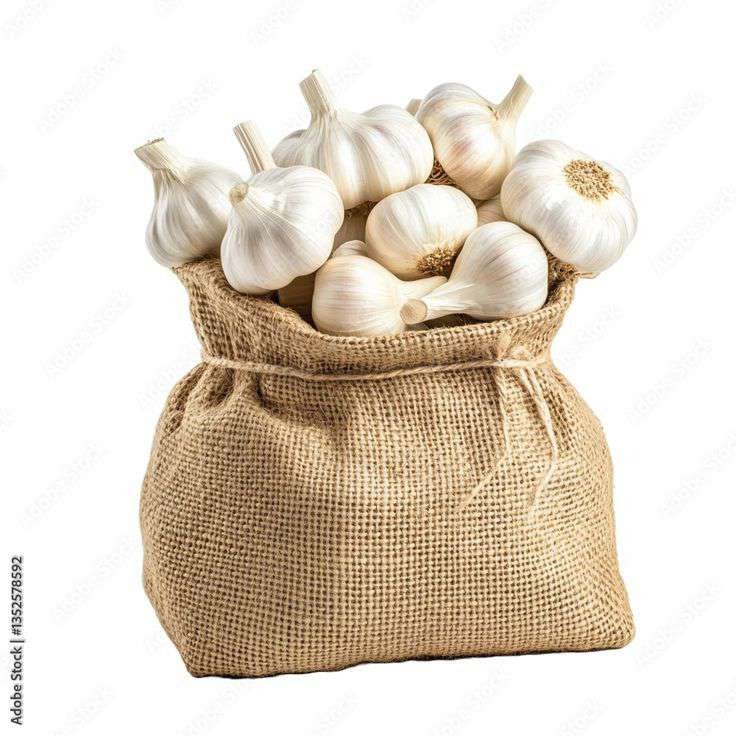 Garlic