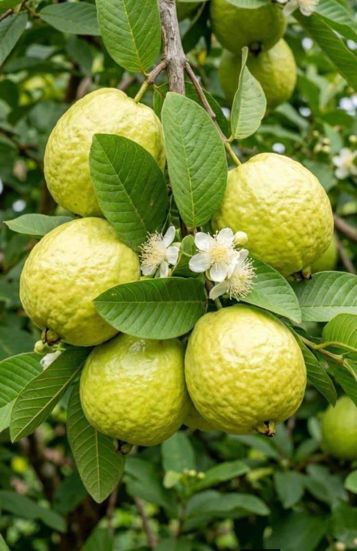 Guavas