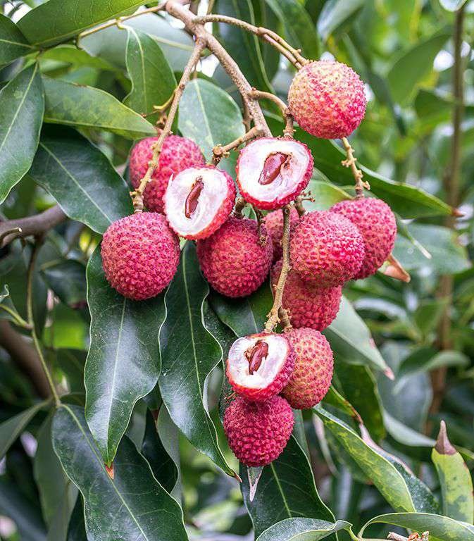 Litchi