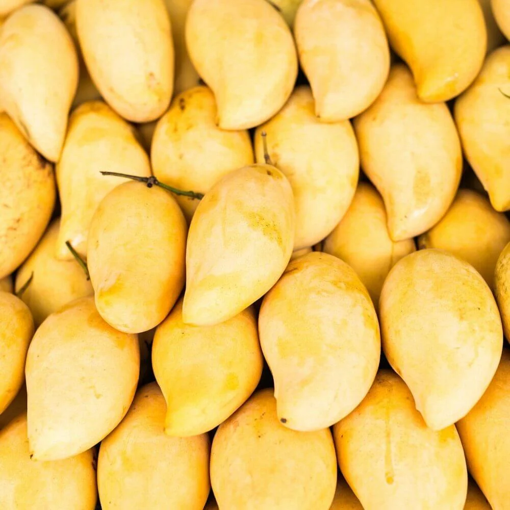 Fresh mangoes for export