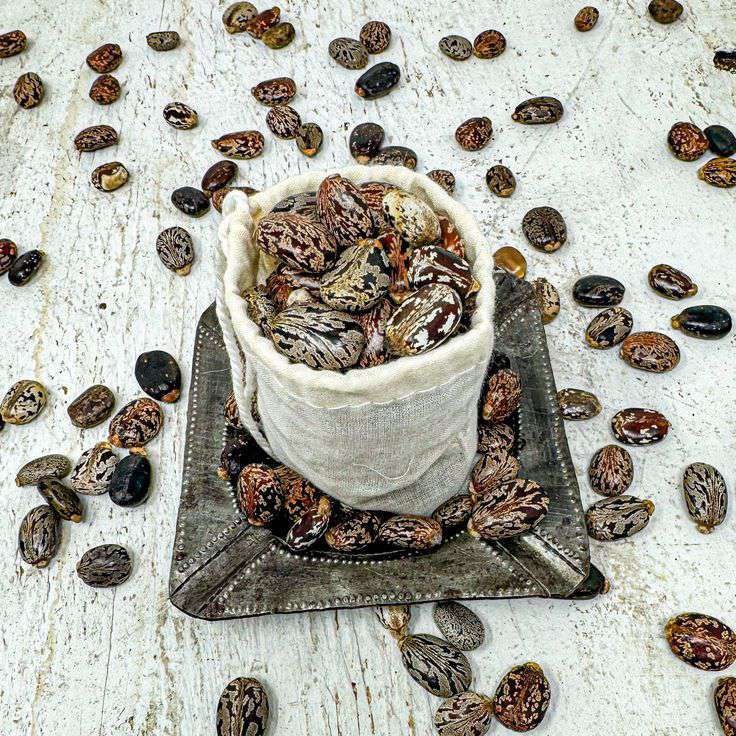 Castor seeds for international supply