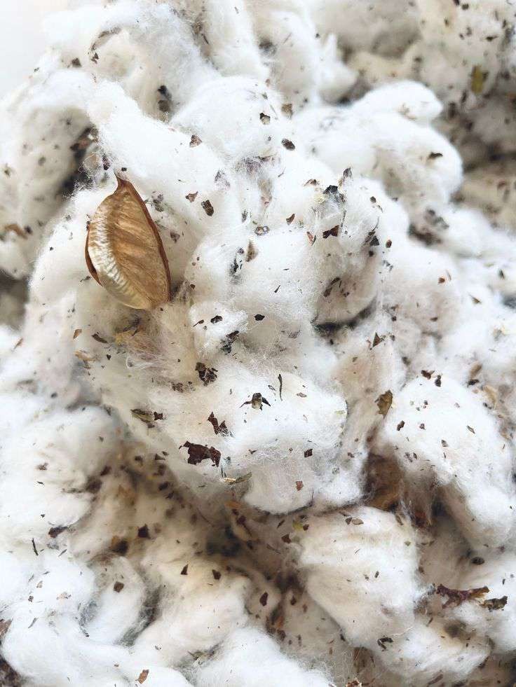 Cotton seeds for agro commodity supply