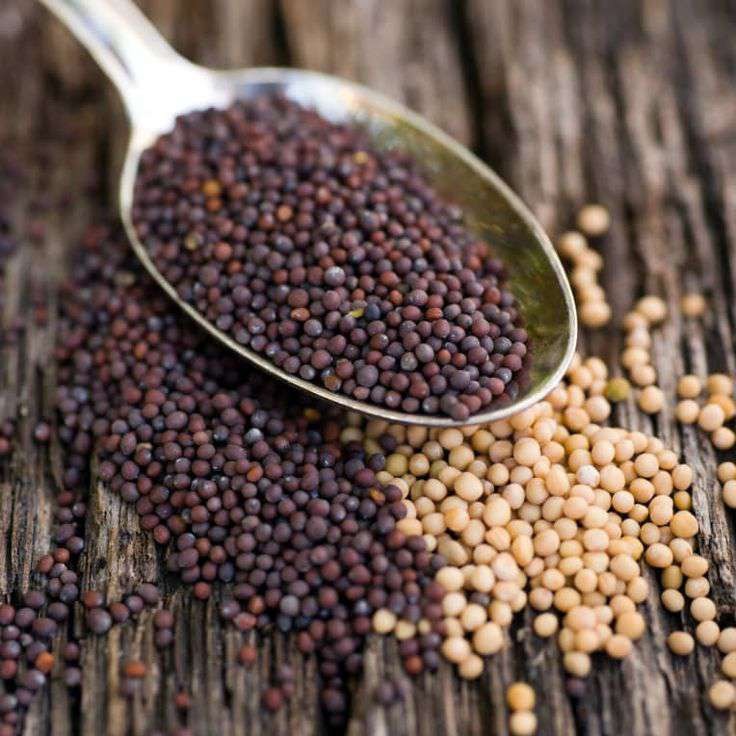 Mustard seeds for export buyers
