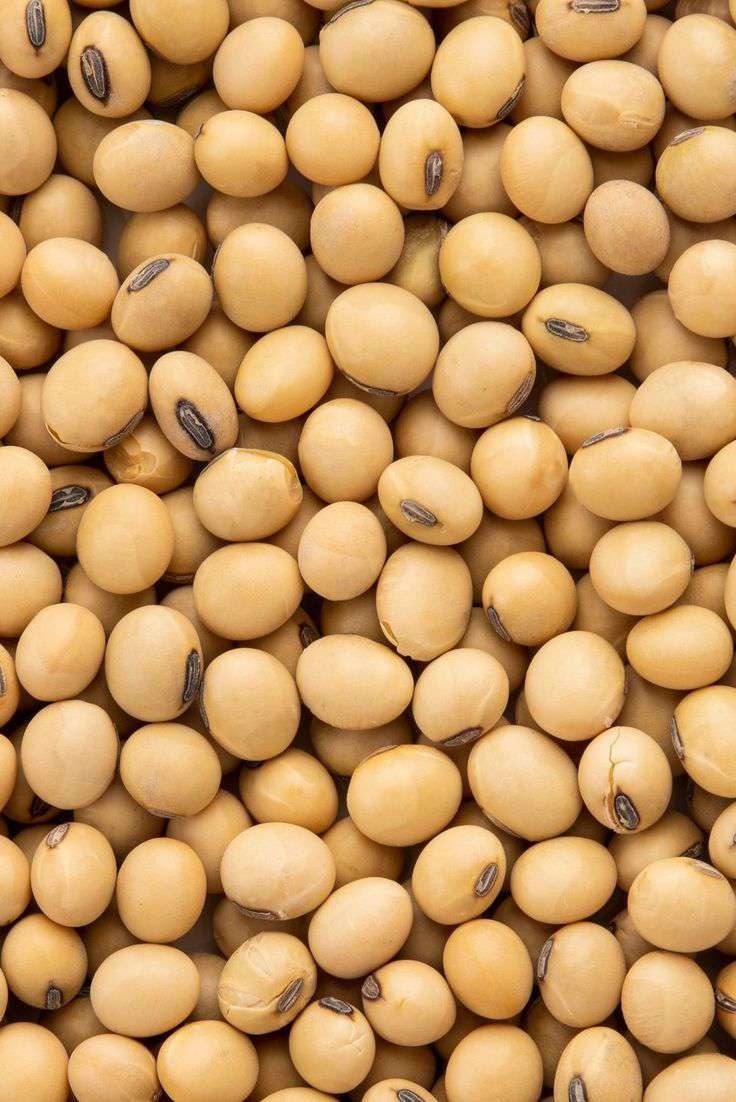 Soybean for bulk commodity buyers