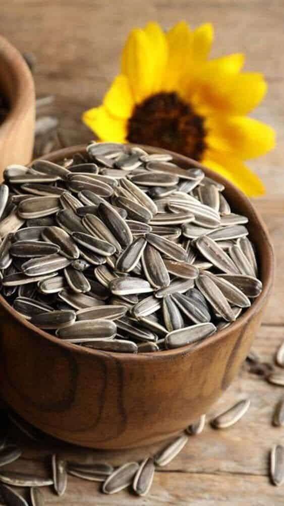 Sunflower seeds for export trading