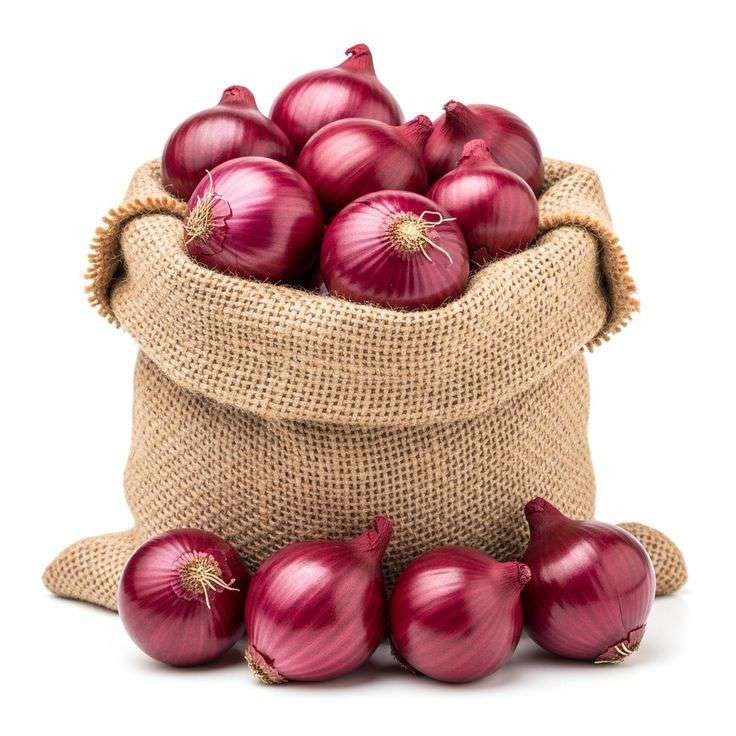 Fresh onion export